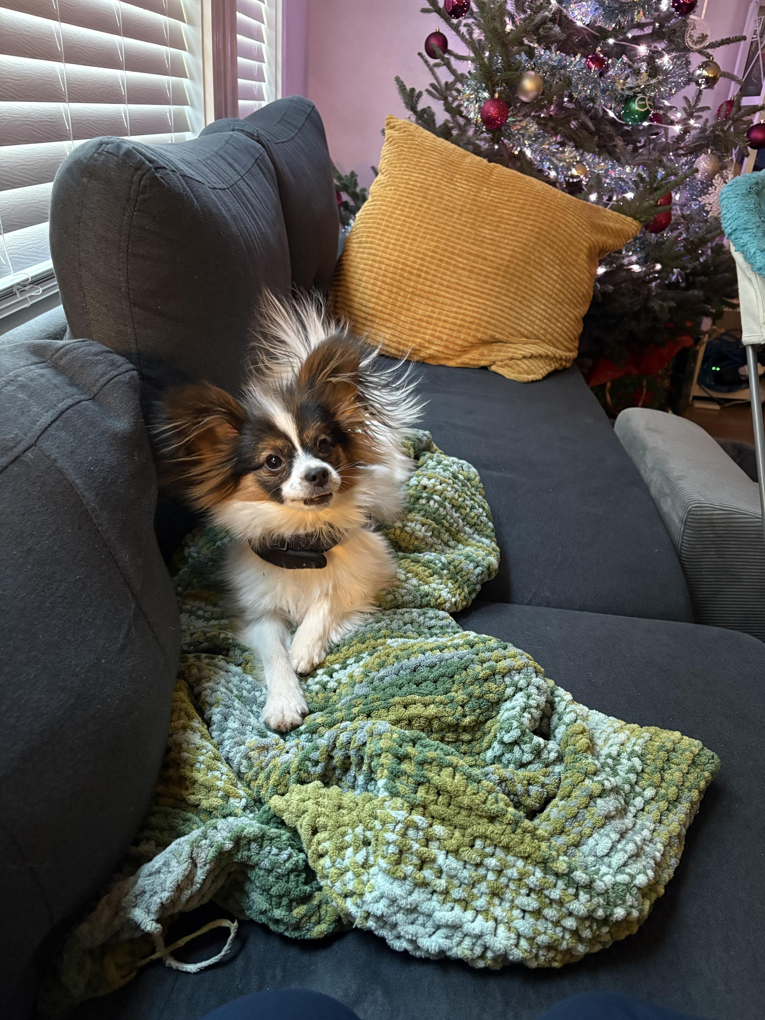 A puppy sits on a blanket on a couch. The fur on his ears and tail is sticking out in all directions. There is a Christmas tree in the background