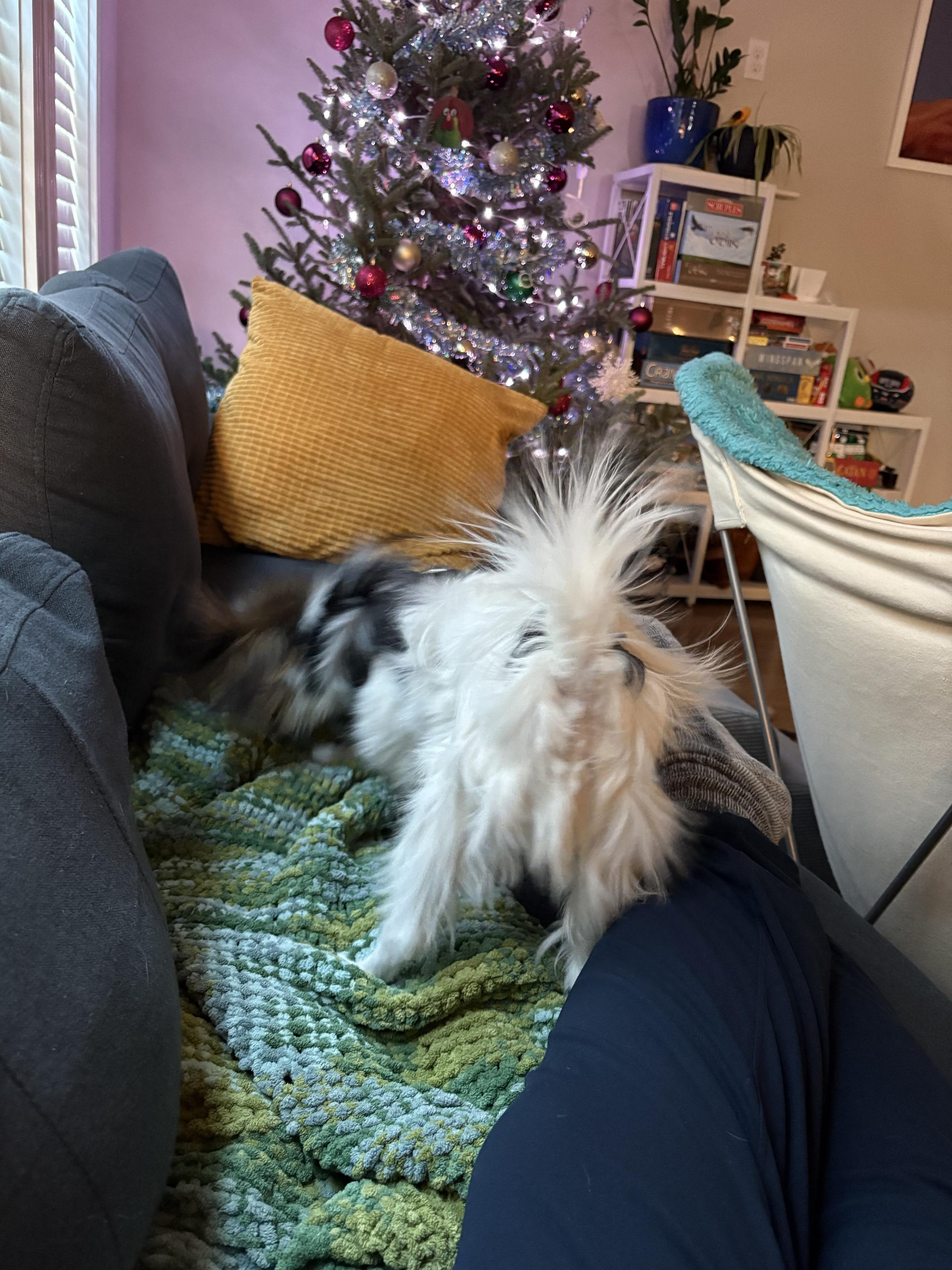 A puppy sticks his head into a pile of blanket, the front of his body just a giant blur while is bum, which is facing the camera, is a giant spiky ball of electrified fur. There is a Christmas tree, board games, and potted plants in the background