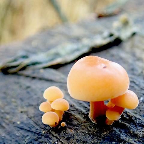 aus der feuchten dunkelgrüngrauen schnittfläche eines alten baumstumpfes wächst eine kleine gruppe noch winziger pilzfruchtkörper, zart orange, matt, knubbelig rund mit ihren gewölbten hüten über kurzem vergleichsweise dickem stiel dem kindchenschema entsprechend, sehr niedlich. einer führt die "familie" an, ist etwas größer, zwei ducken sich rechts unter ihn und vier noch einmal kleinere wagen sich links gemeinsam ein wenig vor.