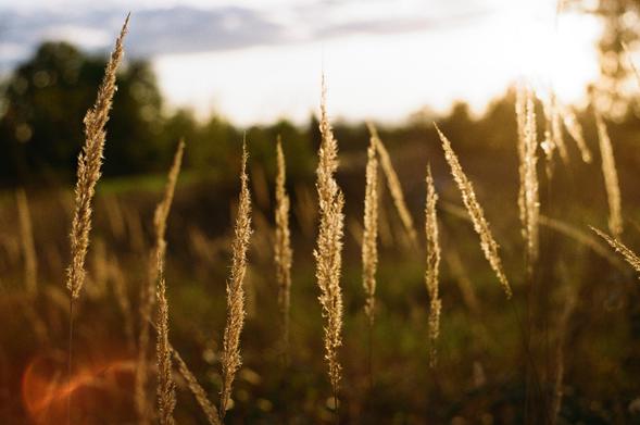 The image features tall, golden grass swaying gently in a field, illuminated by warm sunlight. The grass blades are delicate and dance lightly in the breeze, creating a serene and natural atmosphere.