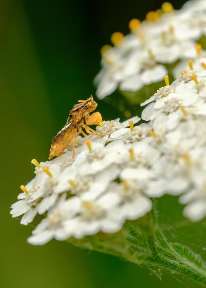 Seitliche Ansicht einer Wanze auf einer weißen Blüte vor grünem Hintergrund.