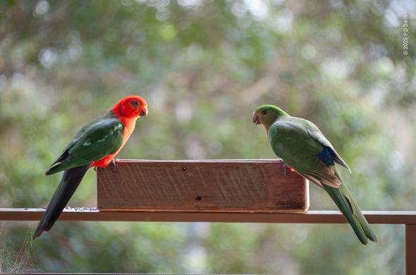A pair of King Parrots in profile, perched at each end of a timber box on deck railing, looking at each other, let's anthropomorphise and say lovingly.