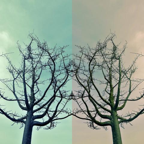 Symmetrical image of two trees with bare branches against a split sky, left side teal, right side pale peach.