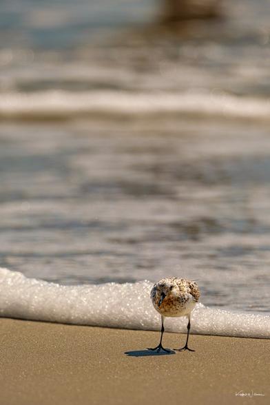 Sanderling on sand with backlit bokeh of ocean waves creating diffused sparkles behind it.