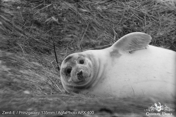 Chubby seal on their site, flipper in air