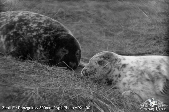 Two seals in grass