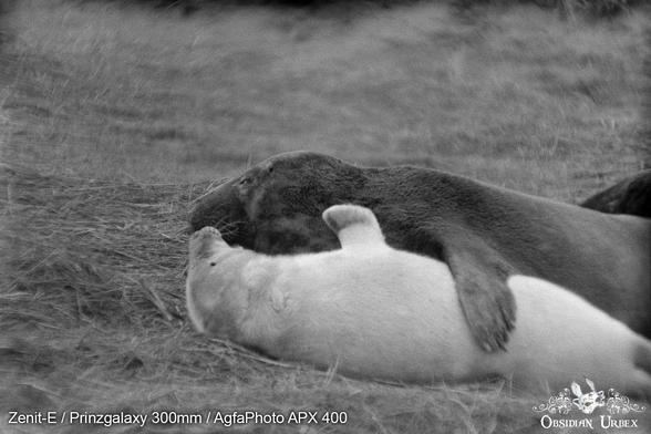 Mother and baby grey seal
