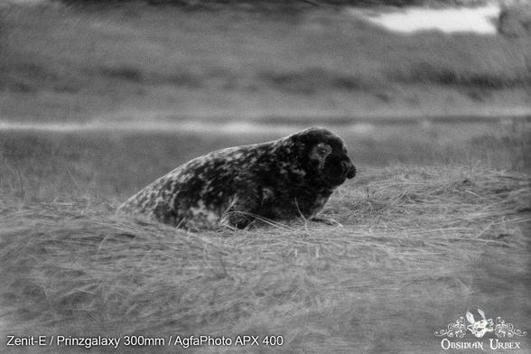 Dark patchy baby seal on grass