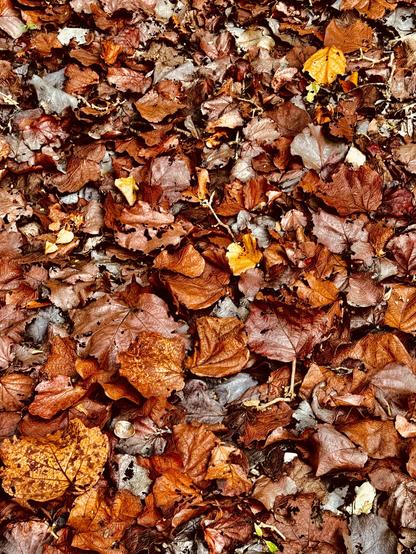 Photo d’un sol recouvert de feuille orangé, marron clair et doré

Photo of a floor covered with orange, light brown and golden leaves