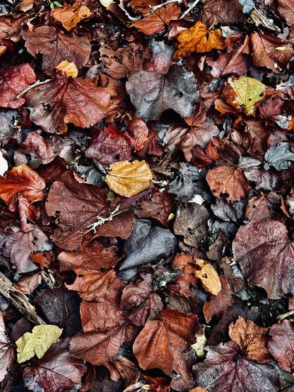 Photo d’un sol de feuilles marron, grise presque noir, un peu orangé

Photo of a floor of brown leaves, gray almost black, a little orange