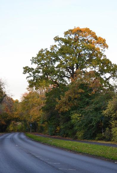 Description by Gemini Fast: A vertical image of a wide, curving asphalt road bordered by a green grass verge and a line of mature trees. A massive Oak tree (Quercus species), with a full, rounded canopy of dark green and gold-tipped leaves, dominates the upper right. The road is clear of traffic, and the lighting suggests a calm late afternoon or evening.