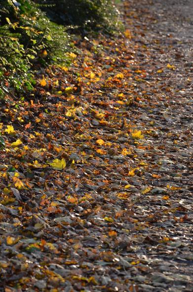 Description by Gemini Fast: A close-up, vertical shot focused on a curved pathway completely covered in fallen autumn leaves, illuminated by bright, low sunlight. The leaves are a mix of russet brown, dark copper, and bright yellow. A dark green, leafy hedge runs along the top-left edge, catching the light and creating a striking contrast with the shadowy path.