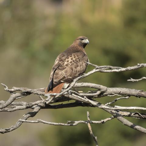 A red-tailed hawk perched on a branch