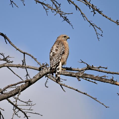 A Red-shouldered hawk perched on a branch