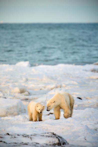 A polar bear mom and her cub walking across a snowed over beach