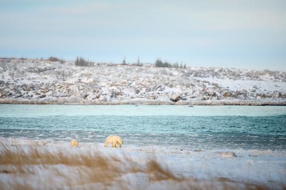 A polar bear mom and her cub walking across a snowed over beach