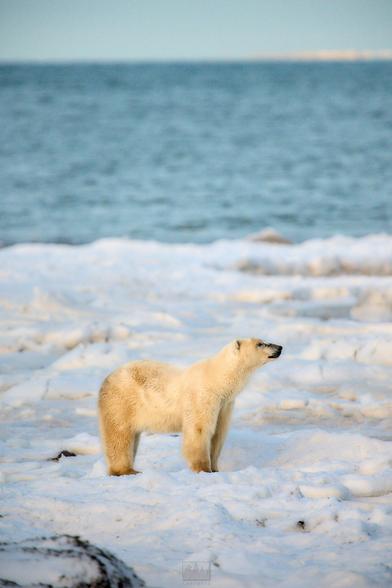 A polar bear mom walking across a snowed over beach