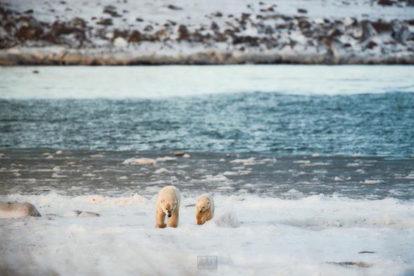 A polar bear mom and her cub walking across a snowed over beach