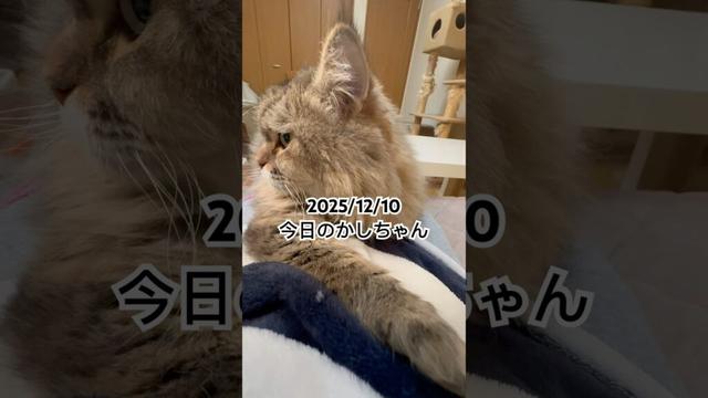 2025/12/10今日のかしちゃん #猫 #ペルシャ #カシス #cat #猫のいる暮らし
