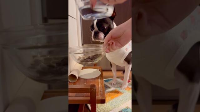 おはよう！メルの朝ごはん #ボストンテリア #ボステリ #bostonterrier