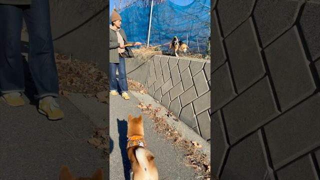またまた妹に怒られるビーグル犬 #ビーグル #柴犬