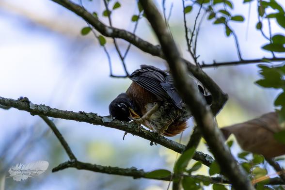 An American Robin hangs low on a branch, head tucked and tail up, scratching itself in an awkward upside-down pose. Leaves and branches frame the comical angle.