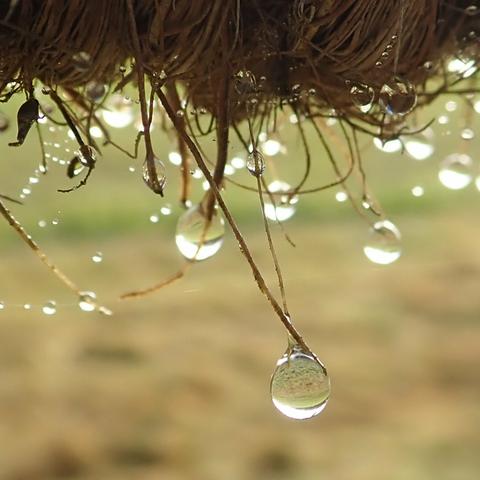 nahaufnahme, makro. unter einem mit grobem fasermaterial, sisal oder so, umwickelten teil stehen einzelne dieser fasern etwas ab und an denen haben sich wassertröpfchen gebildet oder gesammelt. sie leuchten im diffusen gegenlicht eines bewölkten himmels, in ihnen spiegelt sich kopfstehend die welt, die hier aus beige-grüner wiese und grellhellgrauem himmel besteht. nur der vorderste und zugleich unterste und größte der wassertropfen ist ganz scharf abgebildet, die anderen zunehmend unscharf. der hintergrund aus dem beige-grün der wiese ist sehr unscharf, wolkig, struktur nur noch zu erahnen.