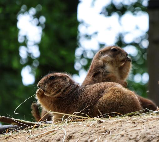 This image features two prairie dogs in a natural, outdoor setting. Both prairie dogs are positioned on a mound of dirt. The prairie dog in the foreground is sitting and holding a piece of grass in its paws and nibbling on it. The second prairie dog, slightly behind, is sitting upright and similarly nibbling on a piece of grass, holding it to its mouth with a paw. The background is softly blurred, showcasing green foliage and trees, suggesting a lush, wooded environment.
