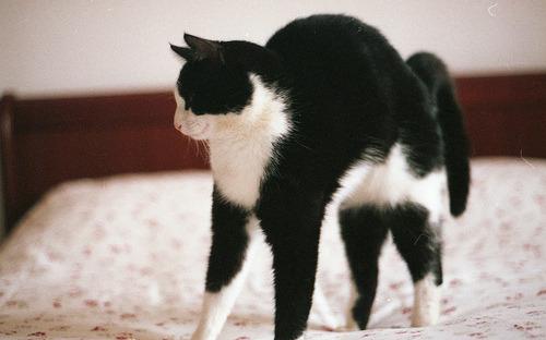 A black and white cat standing on a floral-patterned bedspread, stretching its body with its back arched and tail raised.
