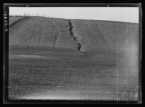 The image is a black and white photograph depicting an agricultural landscape. It shows a large, barren hillside with noticeable erosion patterns indicative of soil loss or degradation in the field below. A few scattered remnants of fencing can be seen at various points on the slope's edge.

In the foreground lies flat land covered with what appears to be pea fields, given their texture and appearance. The ground is mostly uniform except for some minor variations where vegetation may have been growing before being plowed or eroded away.

A single figure stands in the middle distance near a crater-like depression on the hillside, suggesting it could be part of an agricultural operation's monitoring or maintenance activities. There are no visible buildings or other structures aside from what seems to be fencing remnants along the top of the slope.

The photograph has text annotations at its left and right margins indicating "18230-5" which might suggest a cataloging system used by the photographer, possibly Dorothea Lange based on the context provided. This image is credited as being taken near Santa Maria, California, with references to erosion from pea fields.

Overall, this photograph captures an environment that appears affected by farming activities and natural soil processes, highlighting rural agricultural challenges such as erosion control in a specific geographical area of California during what could be indicative times for the region's crops.