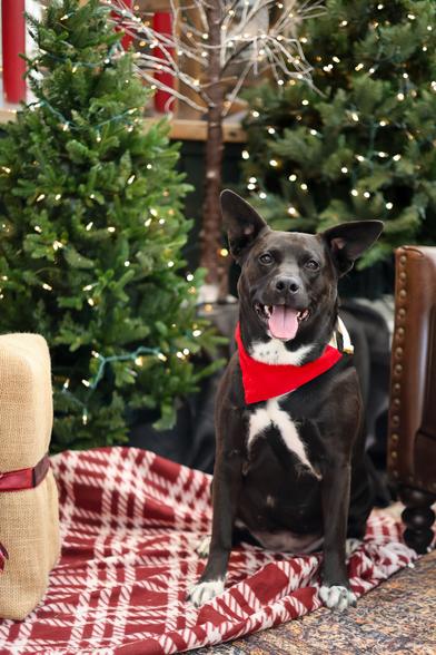 Ms Piggy, a medium sized mixed breed dog, sits in front of some holiday trees with white lights on them. She's wearing a red bandana and sitting on a red and white checkered blanket. her mouth is open in a smile and her tongue is out