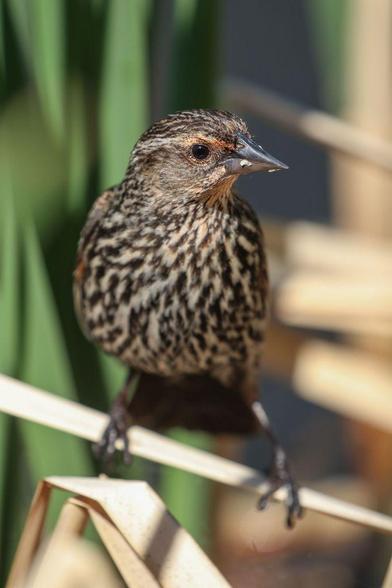 Female red-winged blackbird perched on a cattail reed/leaf. She has a little bit of something on her beak, remnants of lunch, possibly.