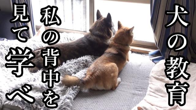 先輩犬の意志を受け継ぐ！見て、真似て、学ぶ、犬の教育が凄い！　#甲斐犬 #柴犬　#dog