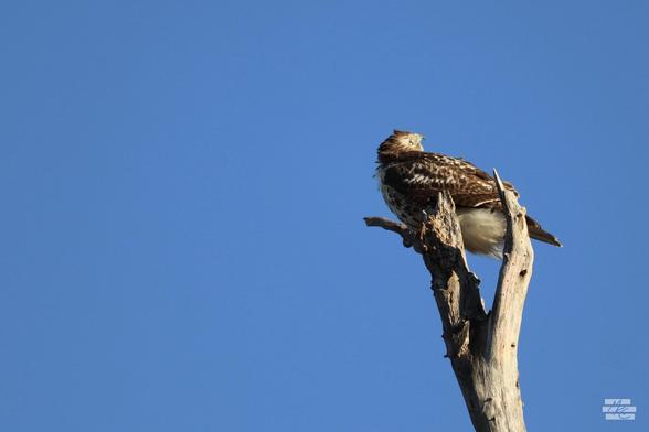 Photograph of a hawk perched on a bare tree with its head angled up and to the right. It's again framed along the right against the clear sky.