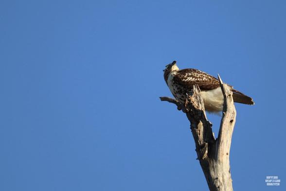 Photograph of a hawk perched on a bare tree with its head angled up and to the left. It's also framed along the right against the clear sky.