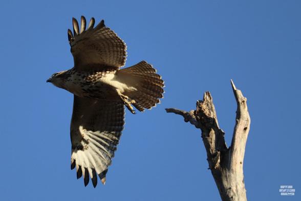 Photograph of a brown and white hawk launching from the tip of a dead, bare tree. It fills the left of the frame with spread wings, and its dangling talons have left behind the dead tree perch to the right.