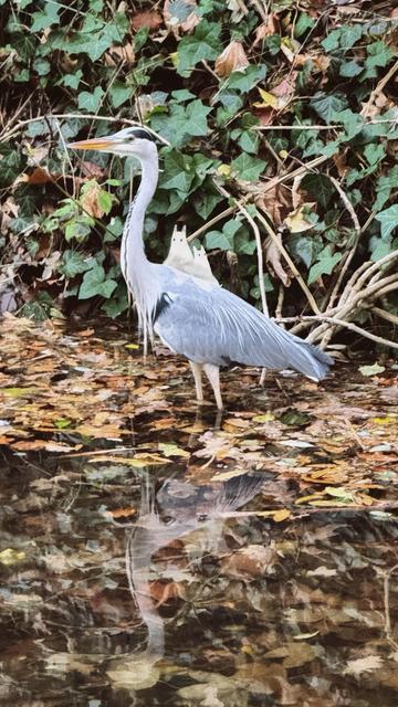 A grey heron stands by the water's edge, surrounded by green ivy and fallen leaves. Its reflection is visible in the calm water. On his back: two cozy white creatures