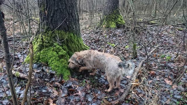 A shaggy dog digging in moss at the base of a large tree.