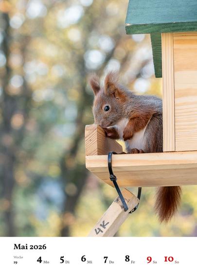 Wochenblatt des Kalenders mit dem Foto eines kleinen Eichhörnchens