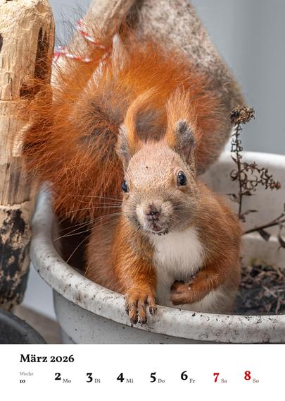 Wochenblatt des Kalenders mit dem Foto eines Eichhörnchens im Blumentopf.