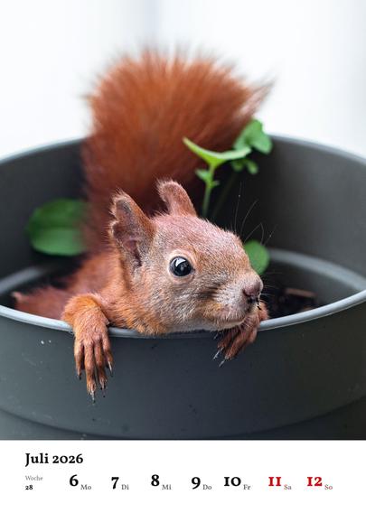 Wochenblatt des Kalenders mit dem Foto eines Eichhörnchens, das in einem Blumentopf chillt.