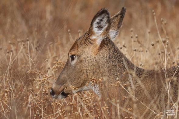 Photograph of a deer in a brushy field of seasonally dry plants that reach to its shoulders. Only its head and back are visible, and some of the plant seed heads rise to the level of of the deer’s alert ears which are angled slightly back though its eyes seem to be scanning the brush ahead.