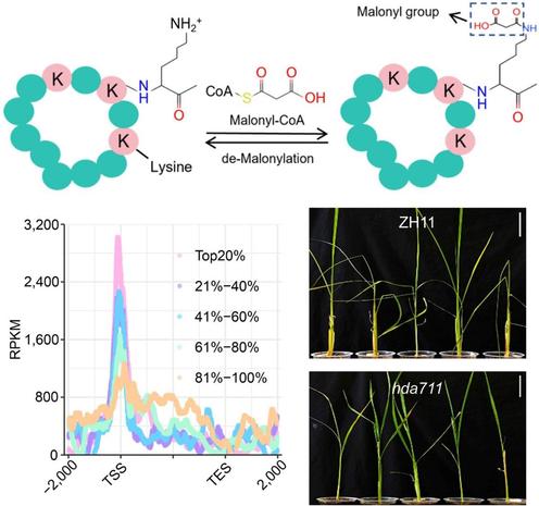 Proposed mechanism by which lysine malonylation enhances rice resistance to herbivores/viruses via metabolic/chromatin modulation, with the histone deacetylase OsHDA711 as a negative regulator. Additional panels illustrate data and morphological results supporting these findings.