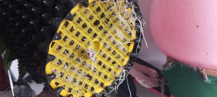 Man sieht die Unterseite der Airpots in dem die Cannabispflanzen zuvor wuchsen, man erkennt im oberen Teil deutlich wie sich wuzeln gebildet haben die aus dem Topf heraus wachsen.