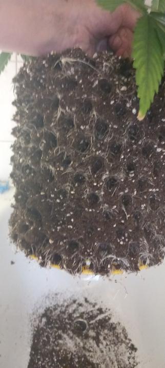 Der blanke Erdballen ohne den Airpot drumherum man sieht deutlich wie sich um die gesamte Außenseite ein Wurzelgeflecht gebildet hat