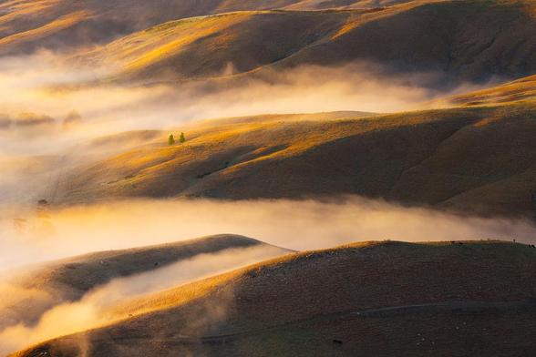 A foggy landscape with little, twin trees nestled among golden rolling hills.