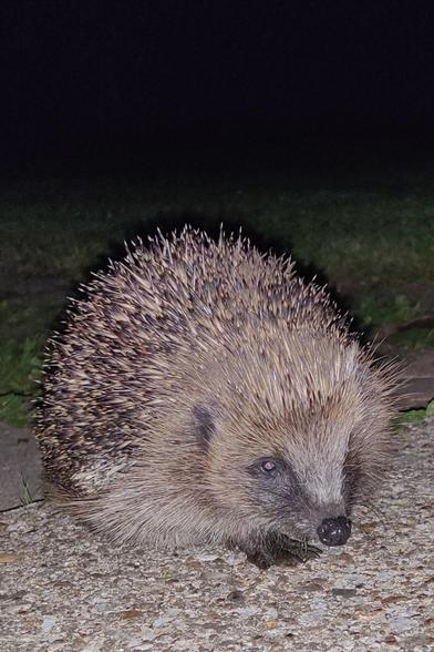 Description by Gemini Fast: A vertical photo of an European Hedgehog (Erinaceus europaeus) seen at ground level on a gravel path under dark night-time conditions. The hedgehog is curled slightly, showing its distinctive brown and cream quills, and its dark snout and small eyes are visible, illuminated by a flash or external light source.