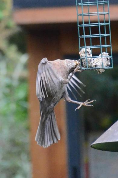 Description by Gemini Fast: A close-up action shot of a bird, likely a female or juvenile Blackbird (Turdus merula) or a similar thrush species, clinging upside down to a metal suet or fat ball feeder. The bird's wings are spread in motion, showing its grey-brown plumage, as it pecks at the food inside the green wire cage.