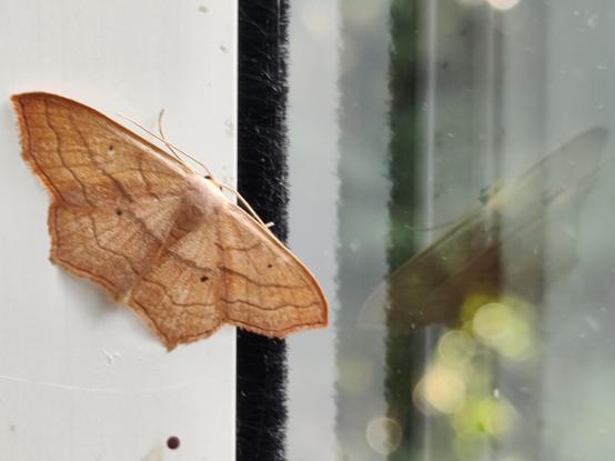 Description by Gemini Fast: A tight close-up of a light brown moth, possibly a Swallow-tailed Moth (Ourapteryx sambucaria), resting on a white window frame next to a glass pane. The moth's wings are spread flat, showing fine dark lines and small black spots. Its reflection, along with the green bokeh of garden foliage, is clearly visible in the adjacent window glass.