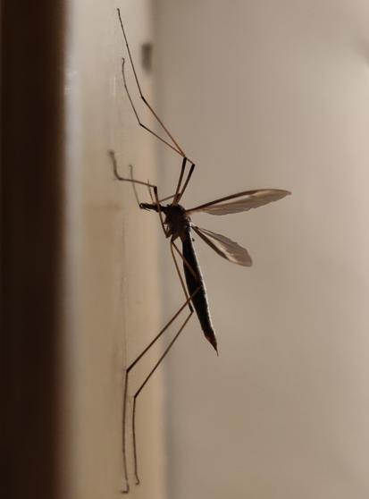 Description by Gemini Fast: A vertical, macro photograph of a large, dark brown Crane Fly (likely genus Tipula), characterized by its long, slender legs, delicate clear wings, and thin body. The insect is resting vertically on a pale surface indoors, backlit by warm interior lighting that casts a soft shadow.